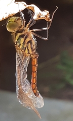 Lathrecista asiatica