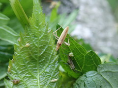 Stenodema