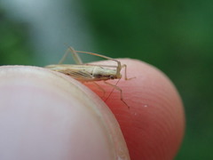 Stenodema