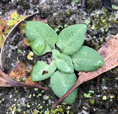 Pterostylis sanguinea
