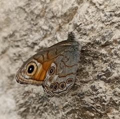 Lasiommata schakra