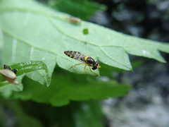 Syrphidae
