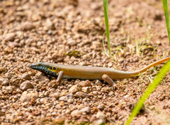 Trachylepis quinquetaeniata