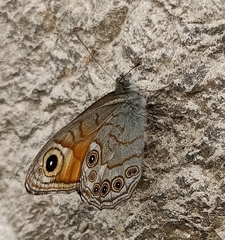 Lasiommata schakra
