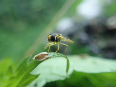 Syrphidae
