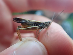 Chorthippus brunneus