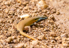 Trachylepis quinquetaeniata