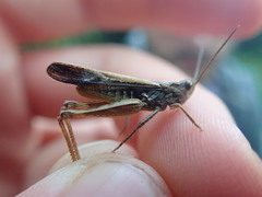 Chorthippus brunneus