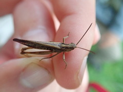 Chorthippus brunneus