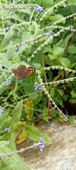 Lycaena panava