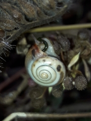Monacha cartusiana