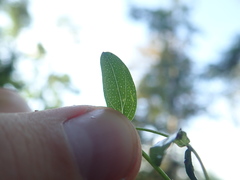 Hypericum perforatum