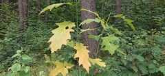 Quercus rubra