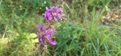 Lythrum salicaria