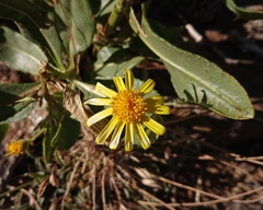 Senecio pyrenaicus