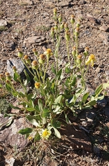 Senecio pyrenaicus