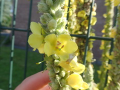 Verbascum thapsus