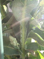 Verbascum thapsus