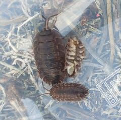 Trachelipus nodulosus