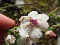Verbascum blattaria