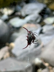 Gasteracantha milvoides