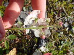 Verbascum blattaria
