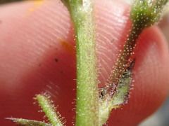 Verbascum blattaria
