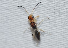 Anteon