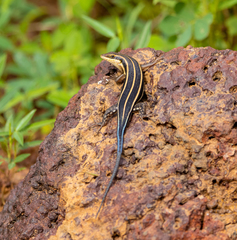 Trachylepis quinquetaeniata