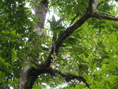 Epidendrum stamfordianum