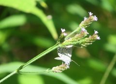 Pseudozizeeria maha