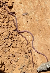 Myriopholis longicauda