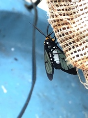 Paraethria flavosignata