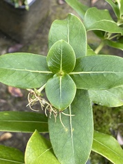Coprosma waima