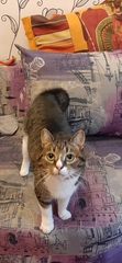 Felis catus