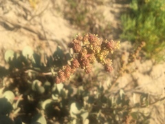 Atriplex vestita