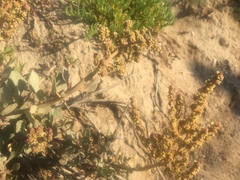 Atriplex vestita