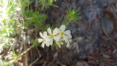 Leptosiphon nuttallii