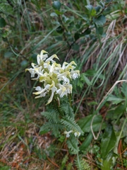 Pedicularis compacta