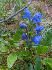 Dracocephalum grandiflorum