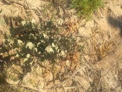 Atriplex vestita