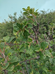 Betula nana