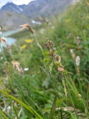 Hedysarum austrosibiricum