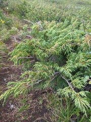 Juniperus sabina