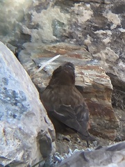 Leucosticte tephrocotis dawsoni