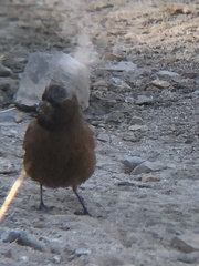 Leucosticte tephrocotis dawsoni