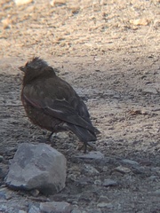 Leucosticte tephrocotis dawsoni