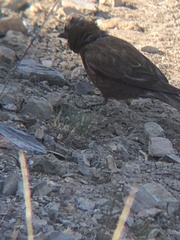 Leucosticte tephrocotis dawsoni