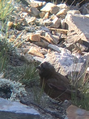 Leucosticte tephrocotis dawsoni