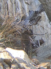 Leucosticte tephrocotis dawsoni
